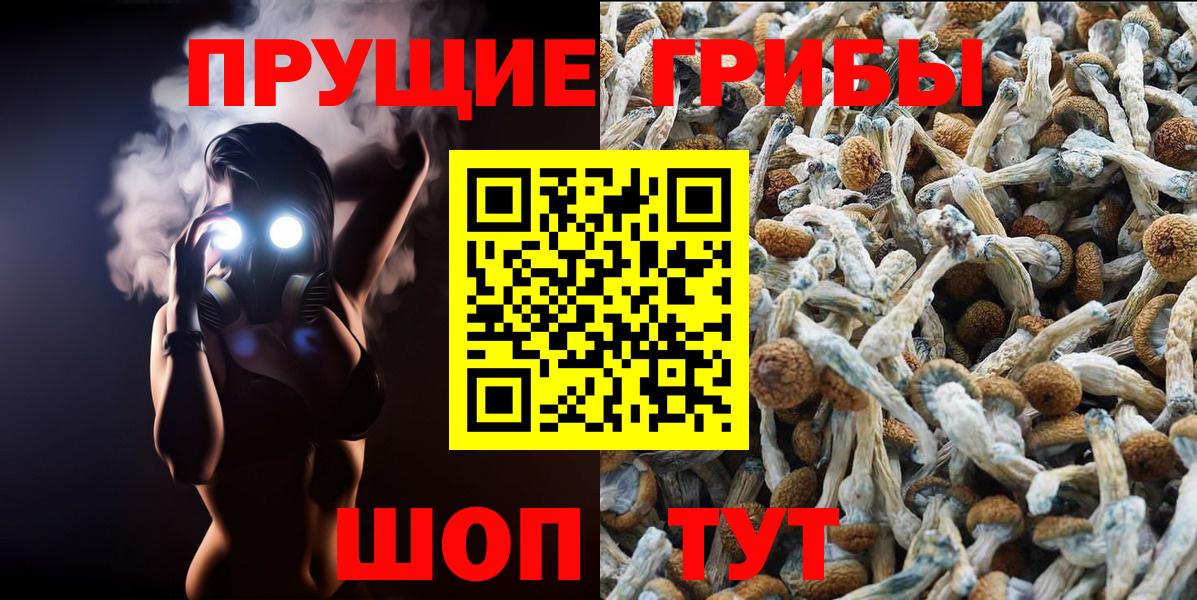 Псилоцибиновые грибы Psilocybe Луховицы